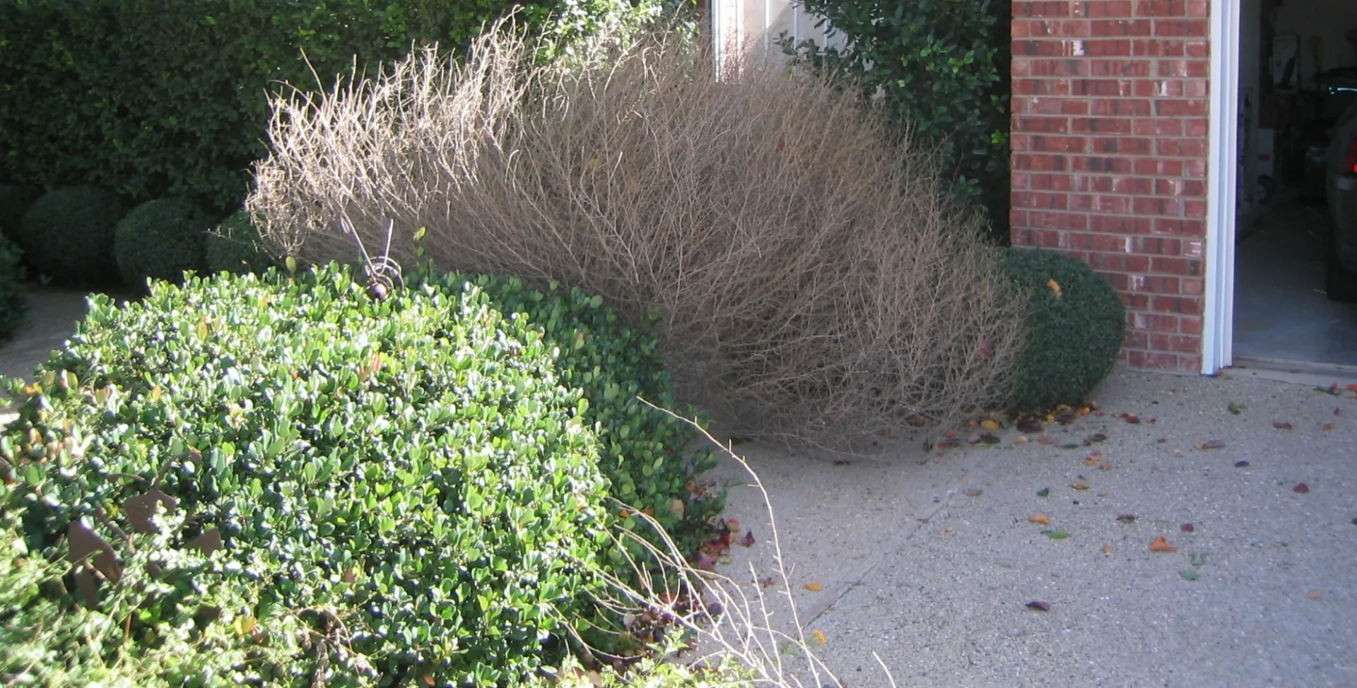 bushes in front of house